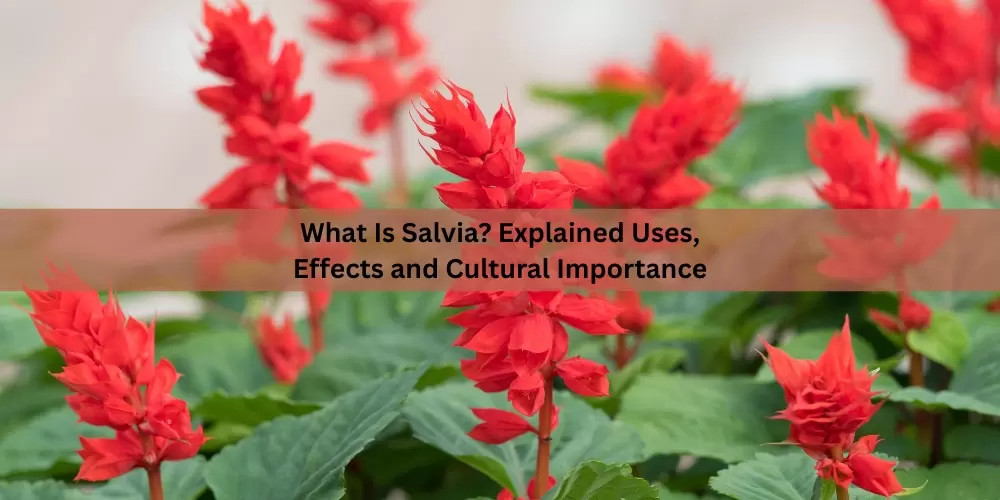 What Is Salvia? Explained Uses, Effects and Cultural Importance