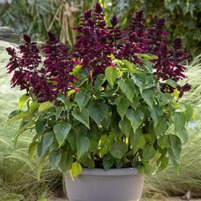 Salvia