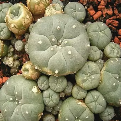 Mescaline (Peyote)